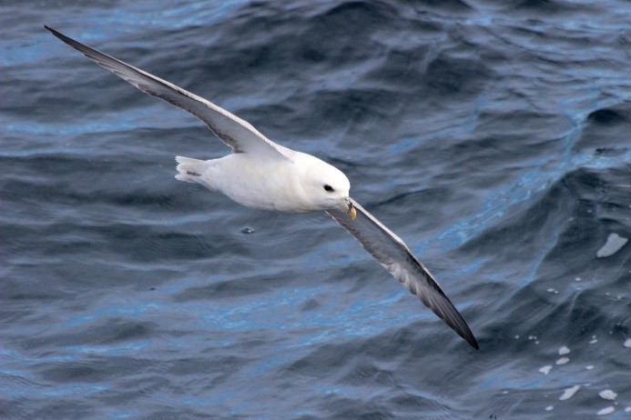 Northern Fulmar