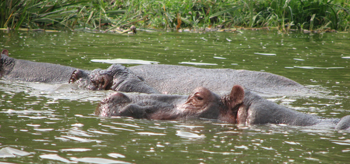 Field Classes » Uganda