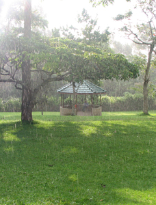 kibale-mufs-rain