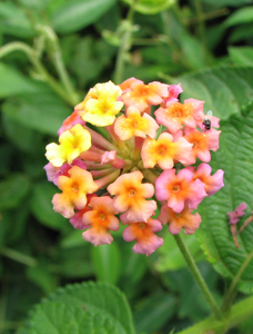 Lantana