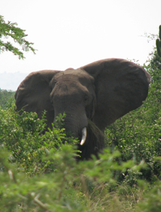 Elephant in Uganda
