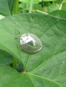 Silver Bug