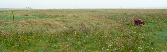 Microfauna sampling across the salt-marsh slope