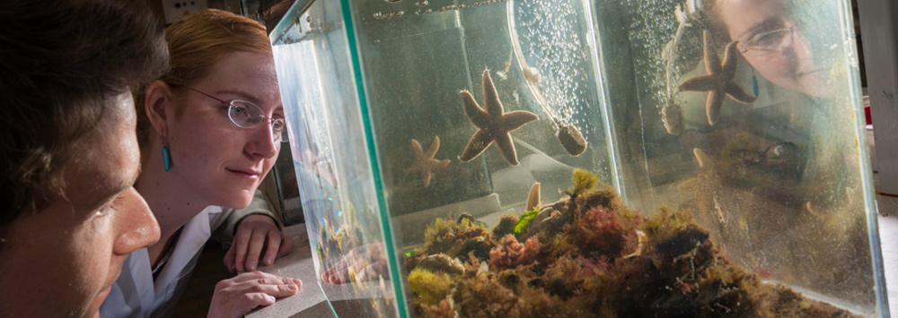 Student looking into marine tank