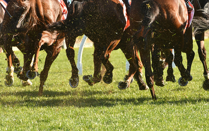 Image of horses running on grass