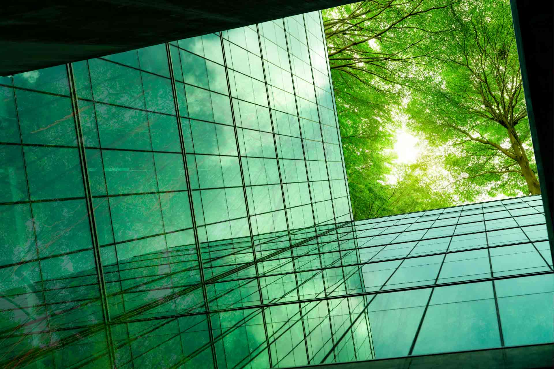 Nadir image of glass business building offices shadowed by green tree leaves