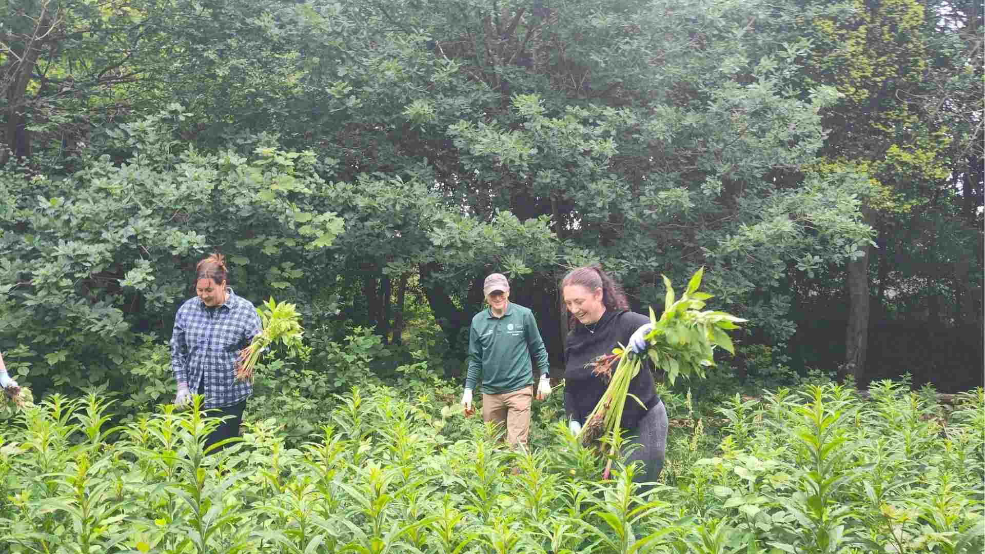 Three TEL team members walking through tall greenery, smiling and holding pulled-up balsams during a conservation activity.