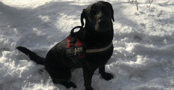 black Labrador dog in snow