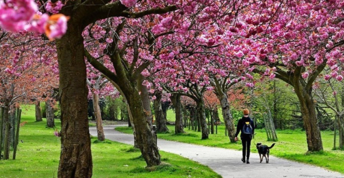 Blossom trees, man walking dog in park