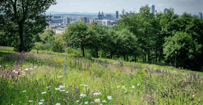 meadow of wildflowers with Liverpool city landscape in background