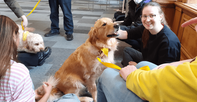 a therapy dog interacts with students