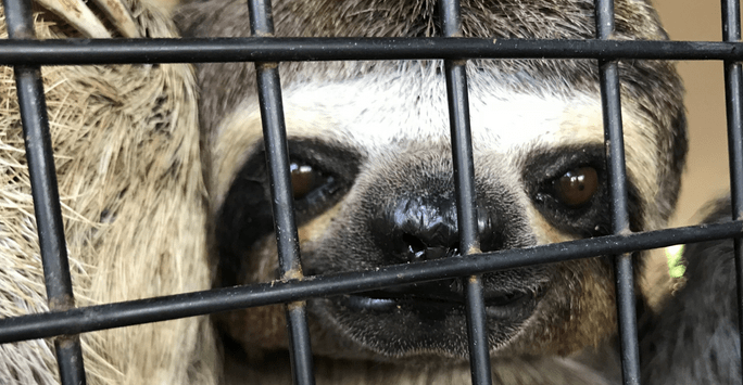 A sloth at a rehabilitation sanctuary