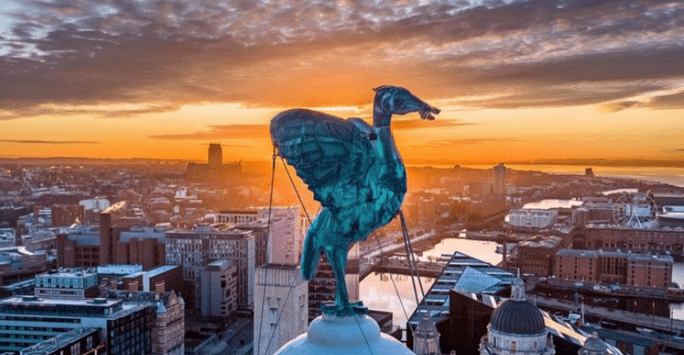 Royal Liver Bird at sunrise