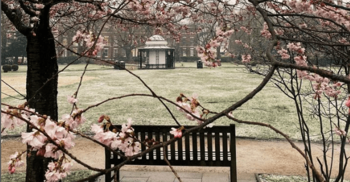 Abercromby Square in bloom