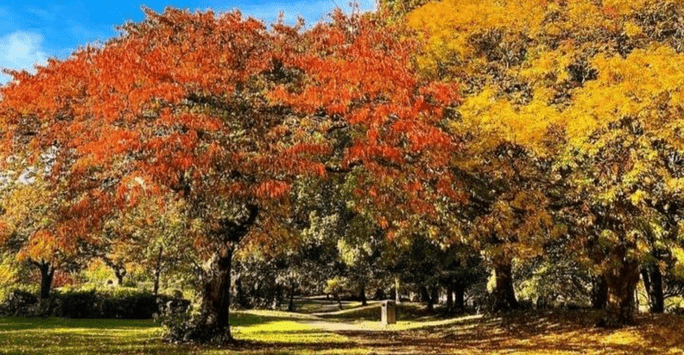 autumnal trees in a park