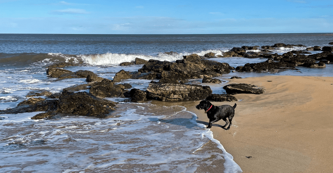 dog enjoys a beach walk