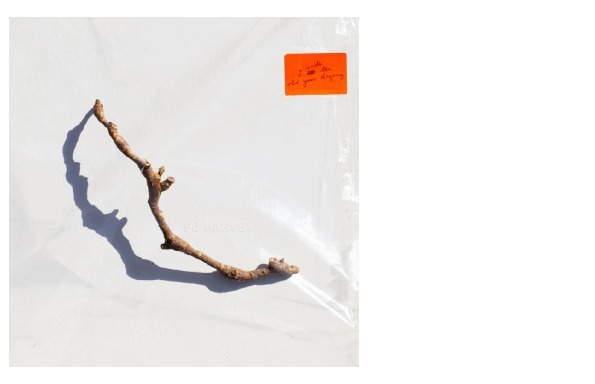 PJ Harvey album cover art by Professor Michelle Henning