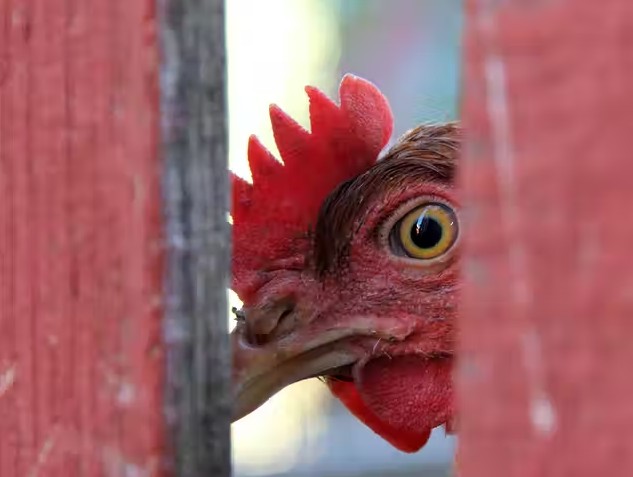Chicken peering through a fence