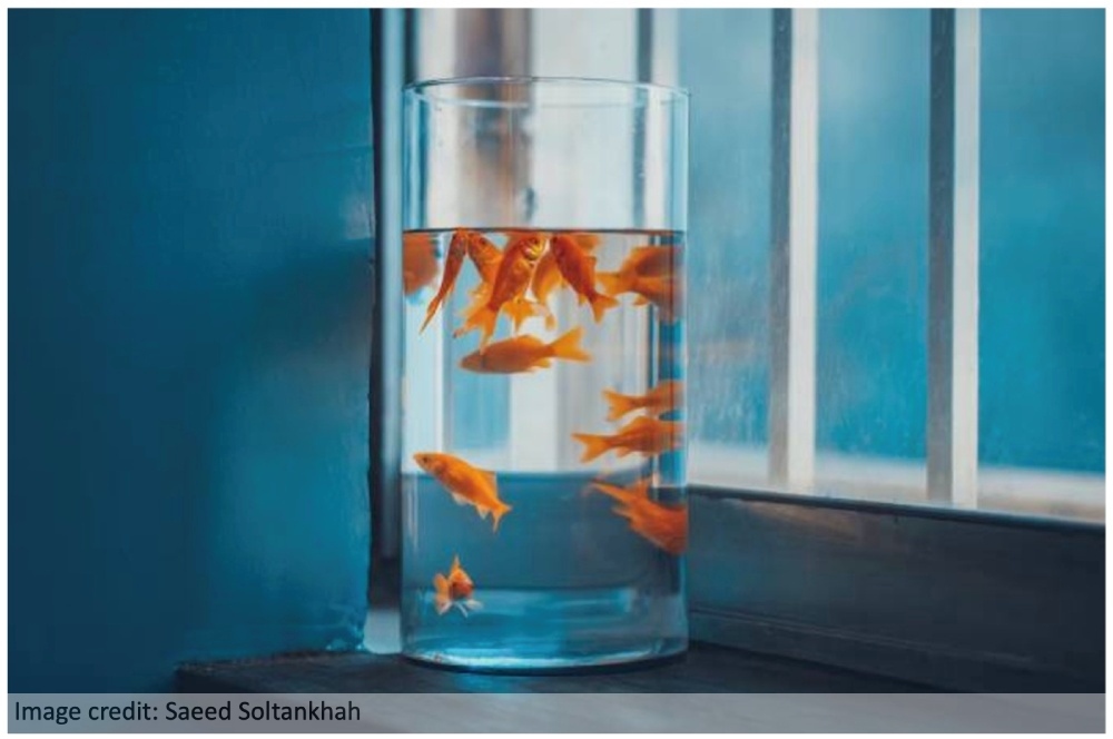 Goldfish in a glass on a windowsill