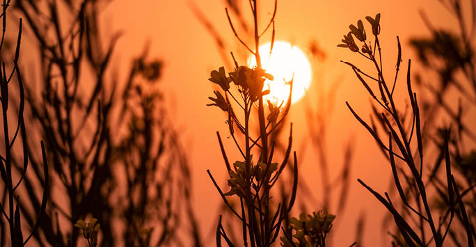 A sunset with flowers in the foreground.