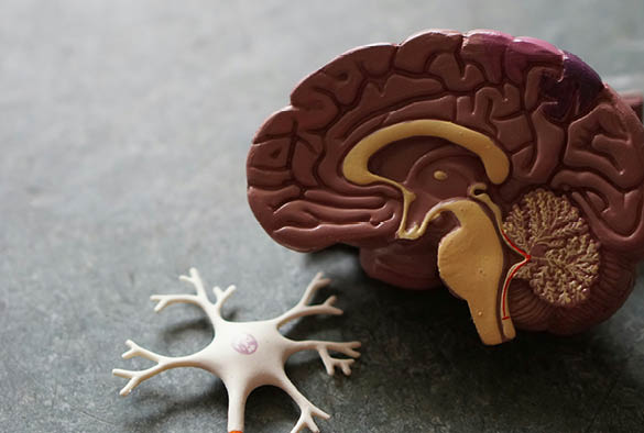A 3D model of the brain