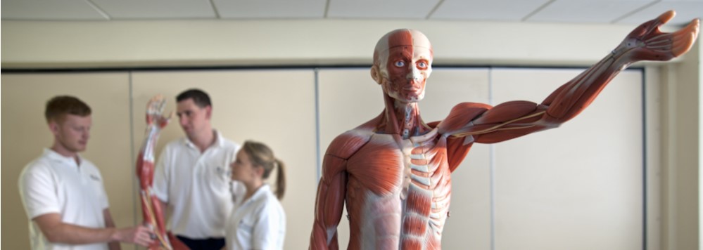 3 medical students with an anatomy model