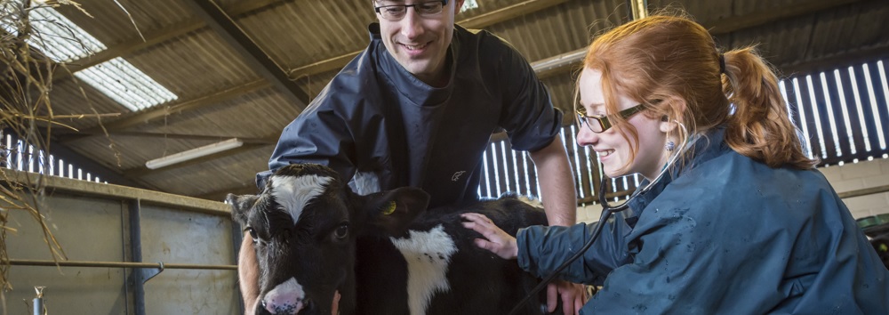 Bovine Reproduction dbr