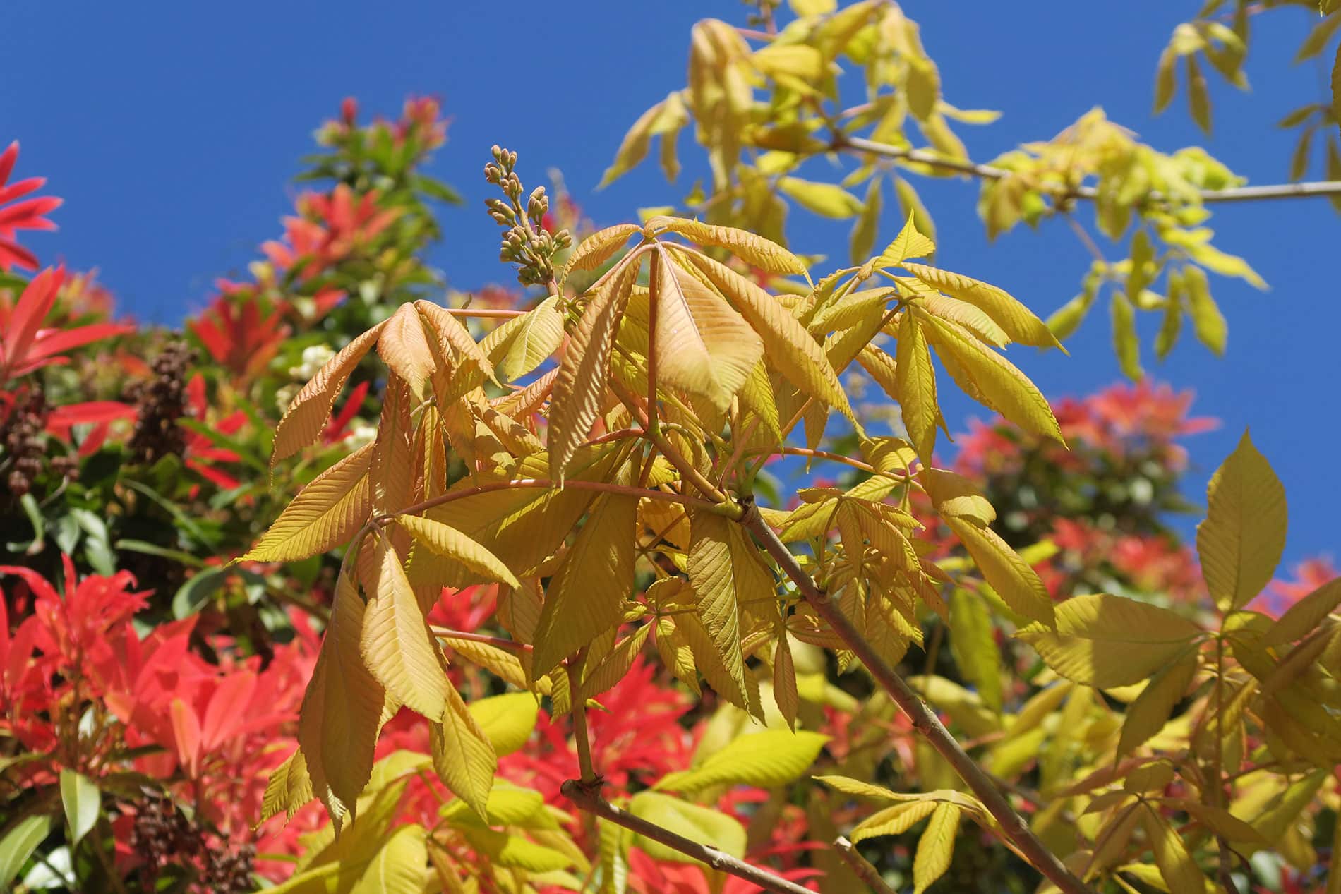 an image of yellow and red leaves against a clear blue sky.