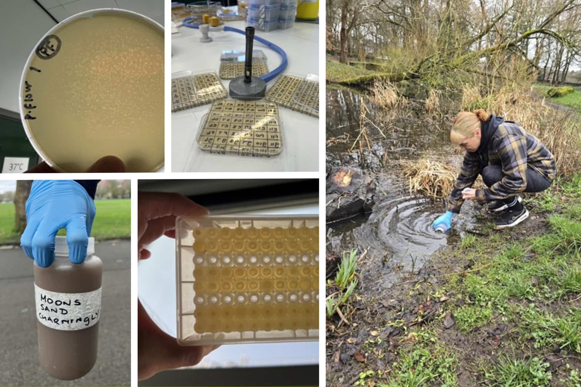 Collage image of samples being taken from a pond, alongside images from the lab