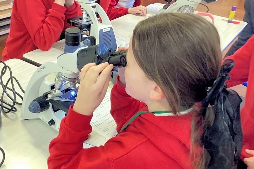 Primary school pupils using microscopes to examine cells