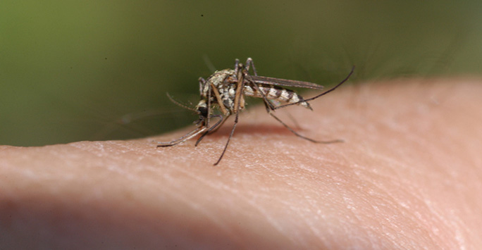 Mosquito biting human hand