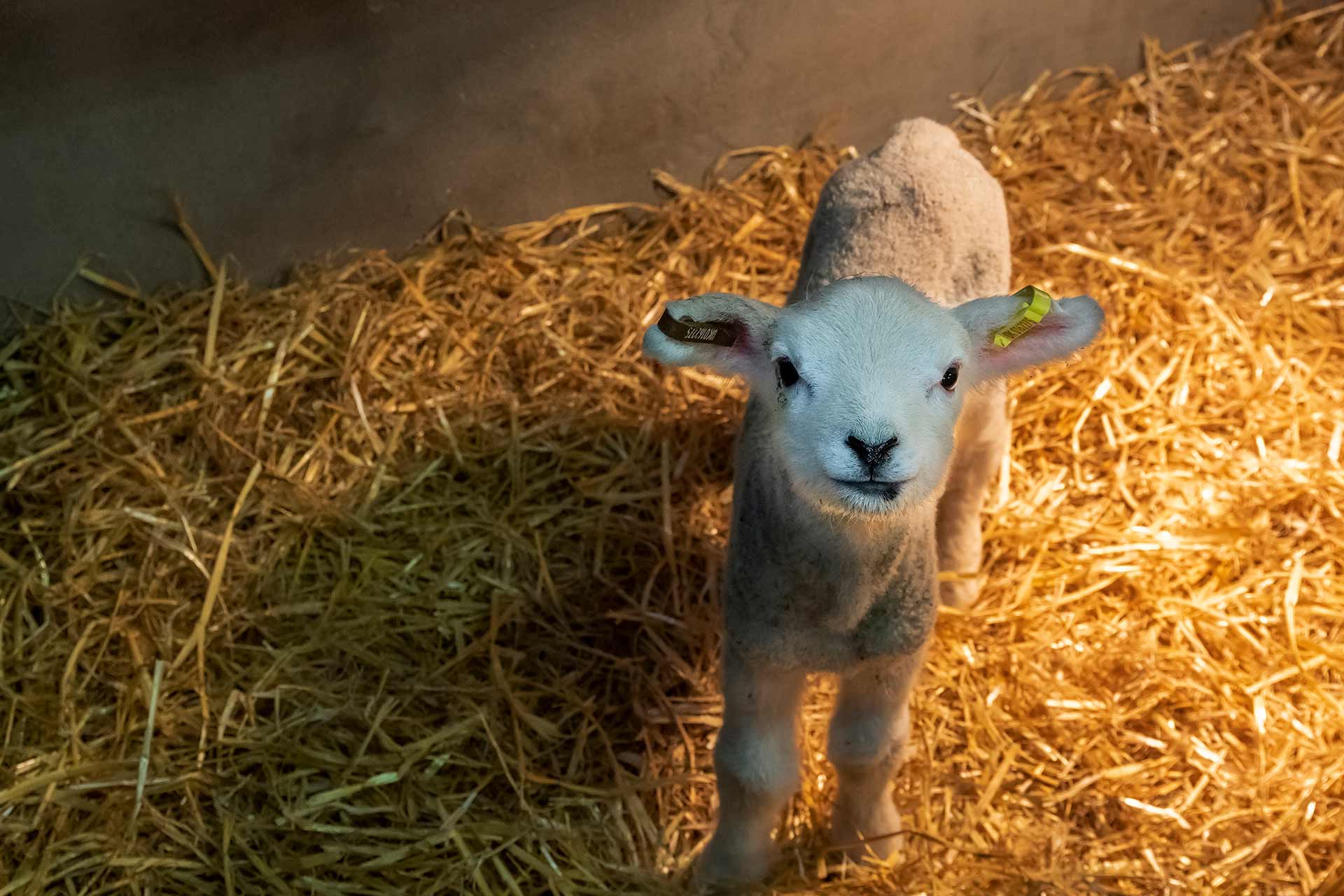 About us - School of Veterinary Science - University of Liverpool About us - School of Veterinary Science - University of Liverpool