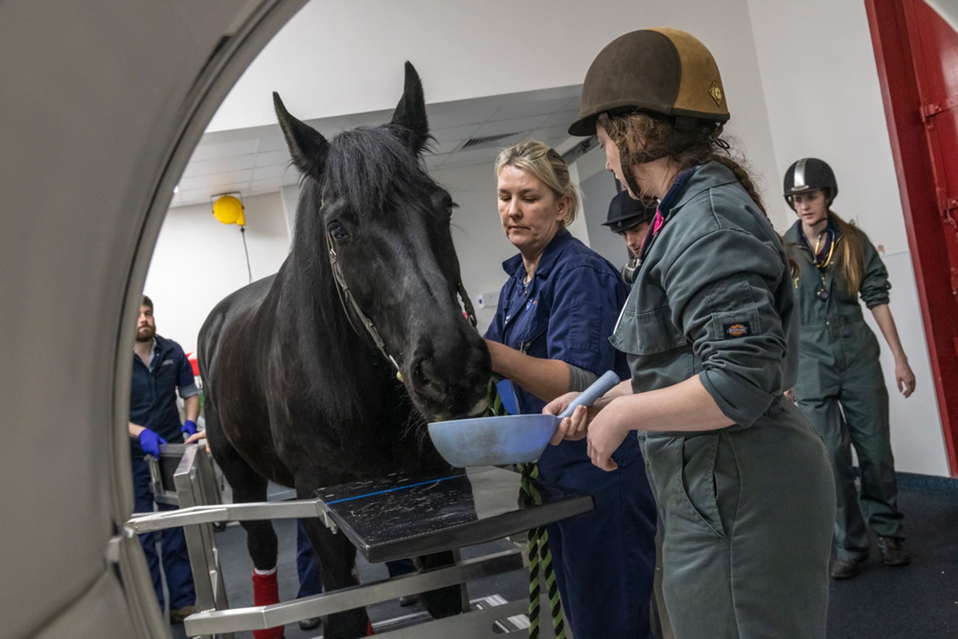 Horse examined at leahurst campus