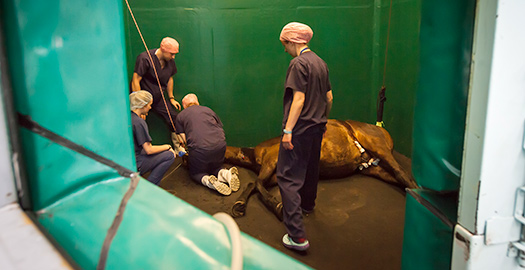 horse under anaesthesia