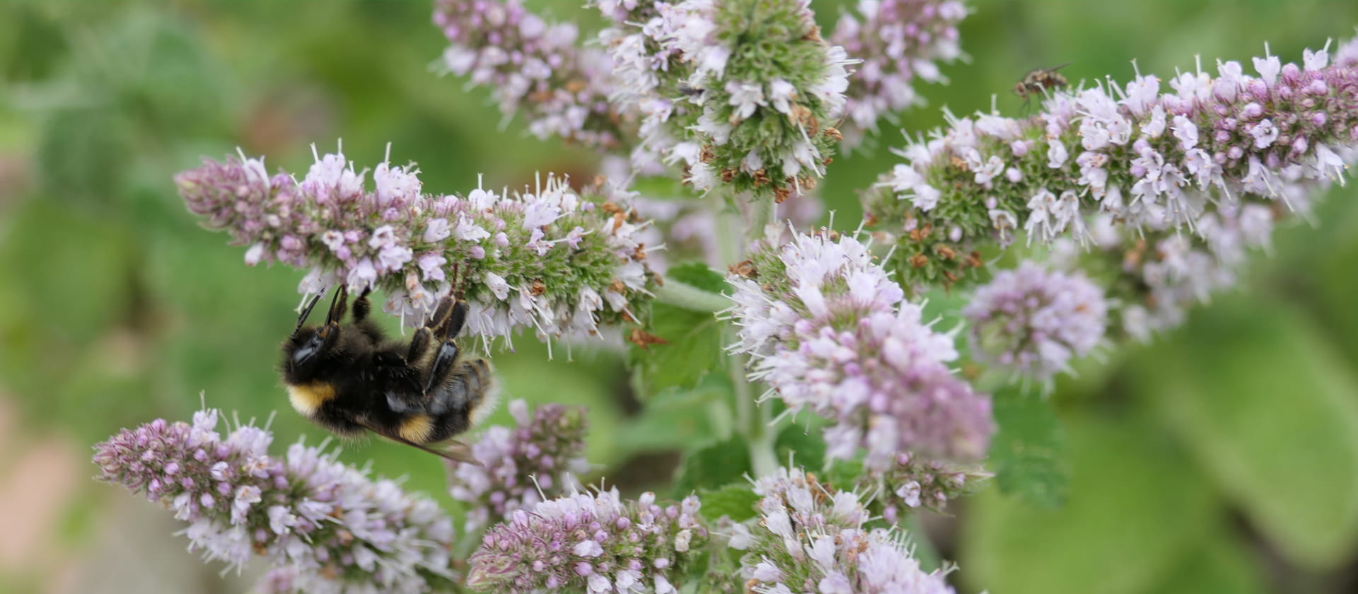 Image of bee on flowers