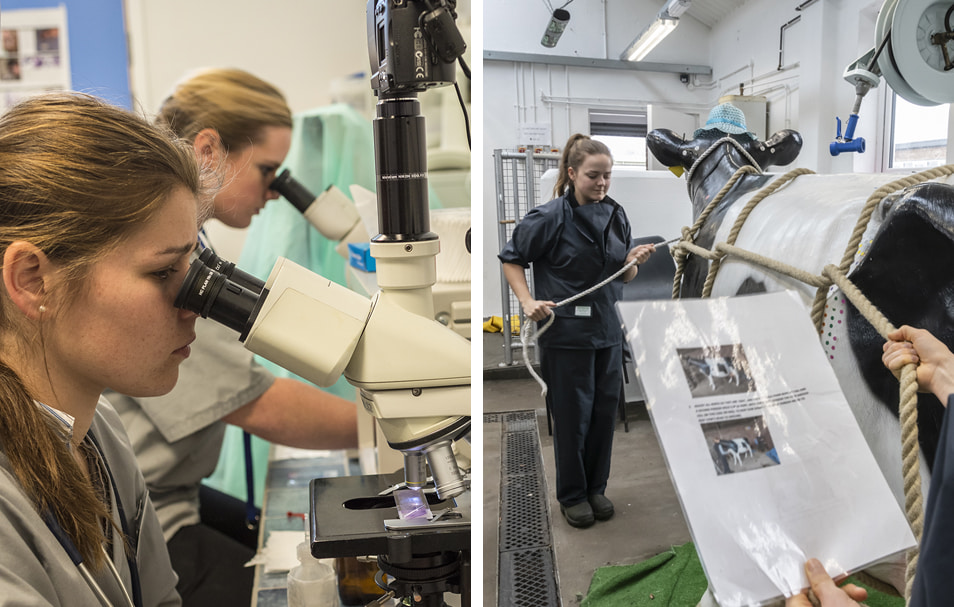 Students in our clinical skills lab