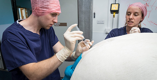 Horse having injection