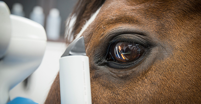 Close up of horse