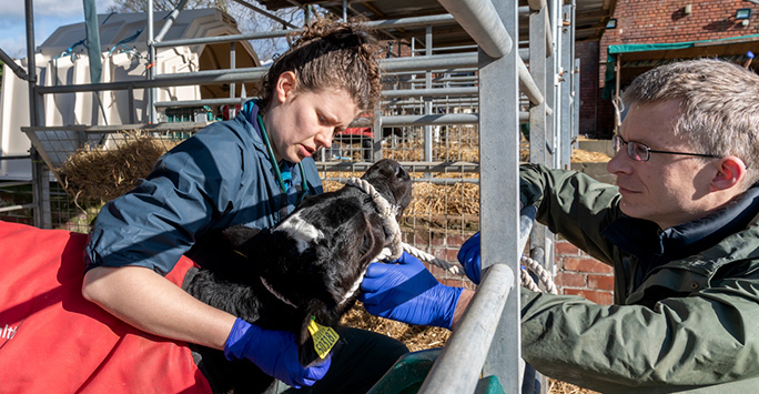 vet examining a calf