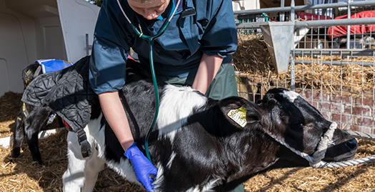 Cow being examined
