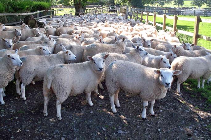 Sheep at ness heath farm
