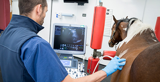 horse having scan