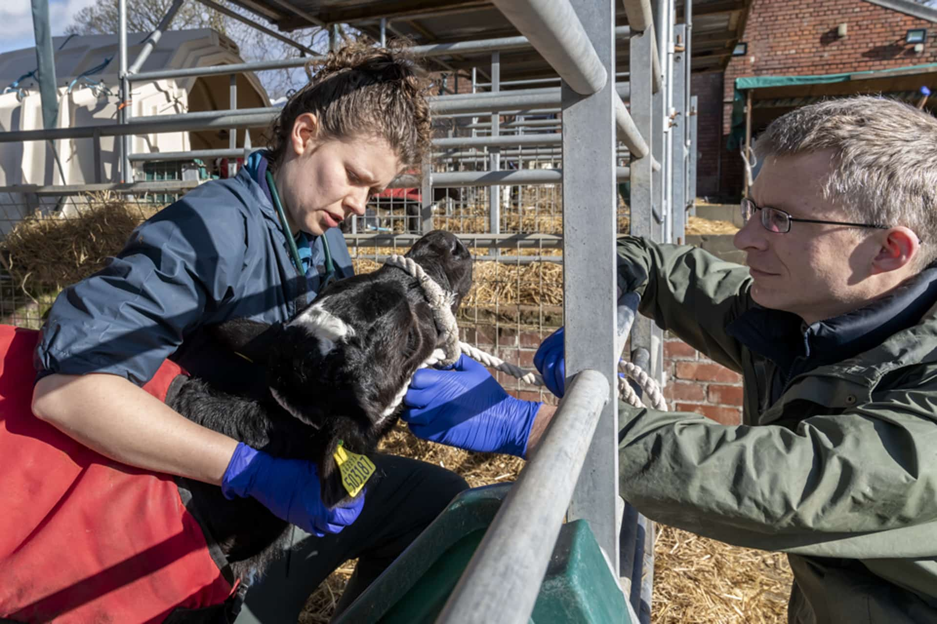 Cow being examined by vet