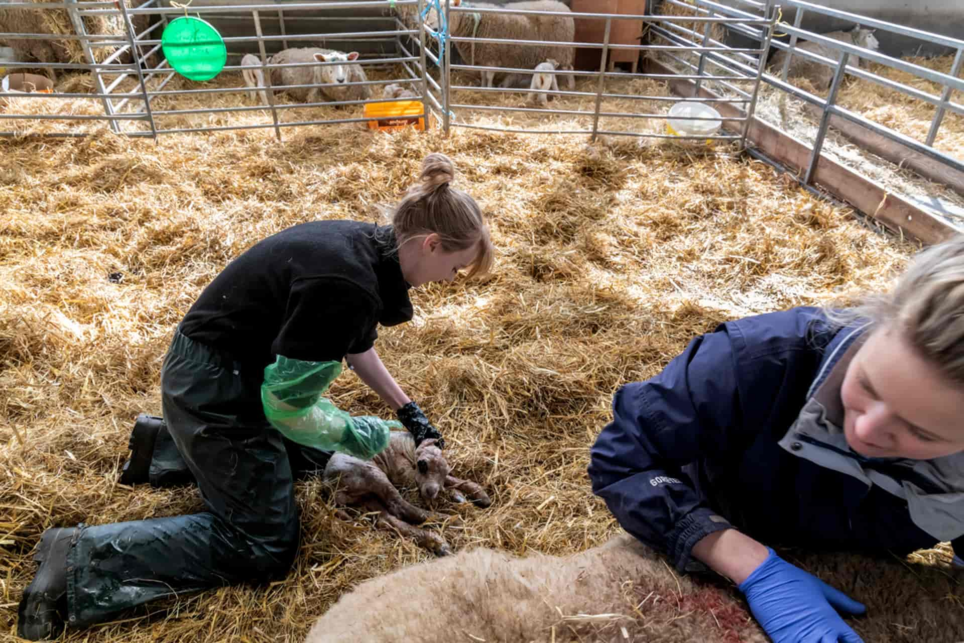 Students with lambs