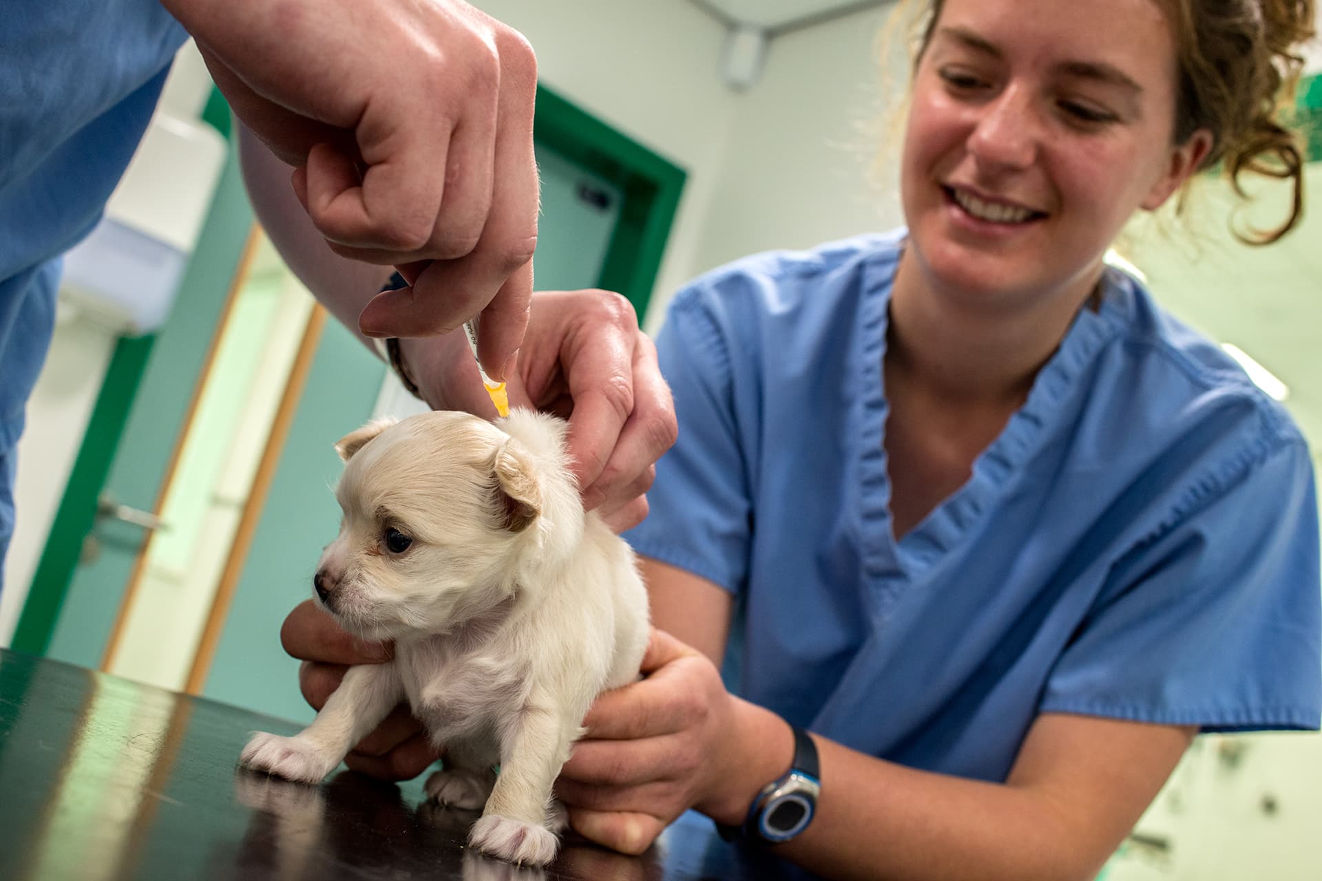 Dog having treatment