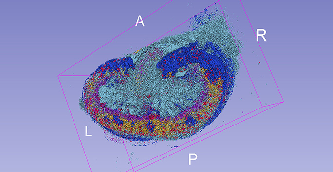 Image of pathology