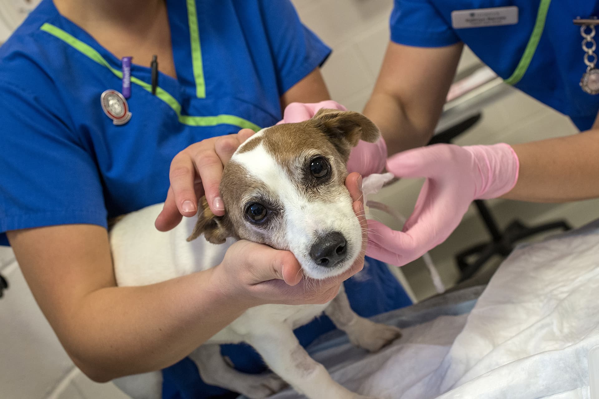 dog examined by vets