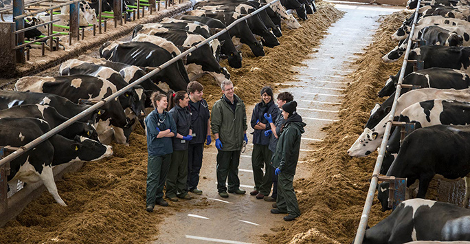 Students at dairy farm