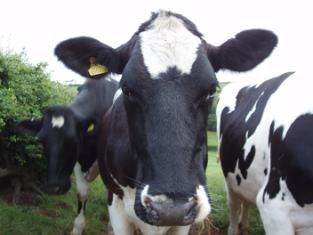 Cow Close-Up Image