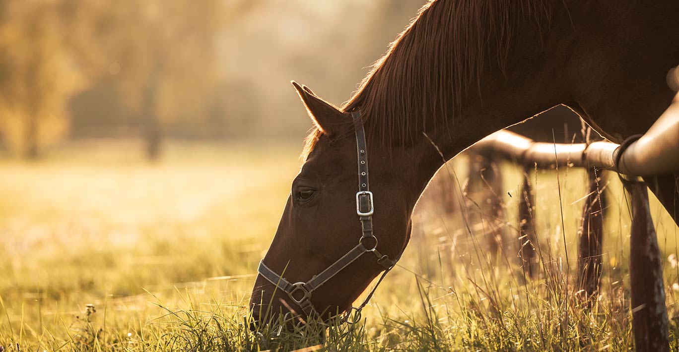 Thoroughbred horse grazing grass on pasture during sunset.